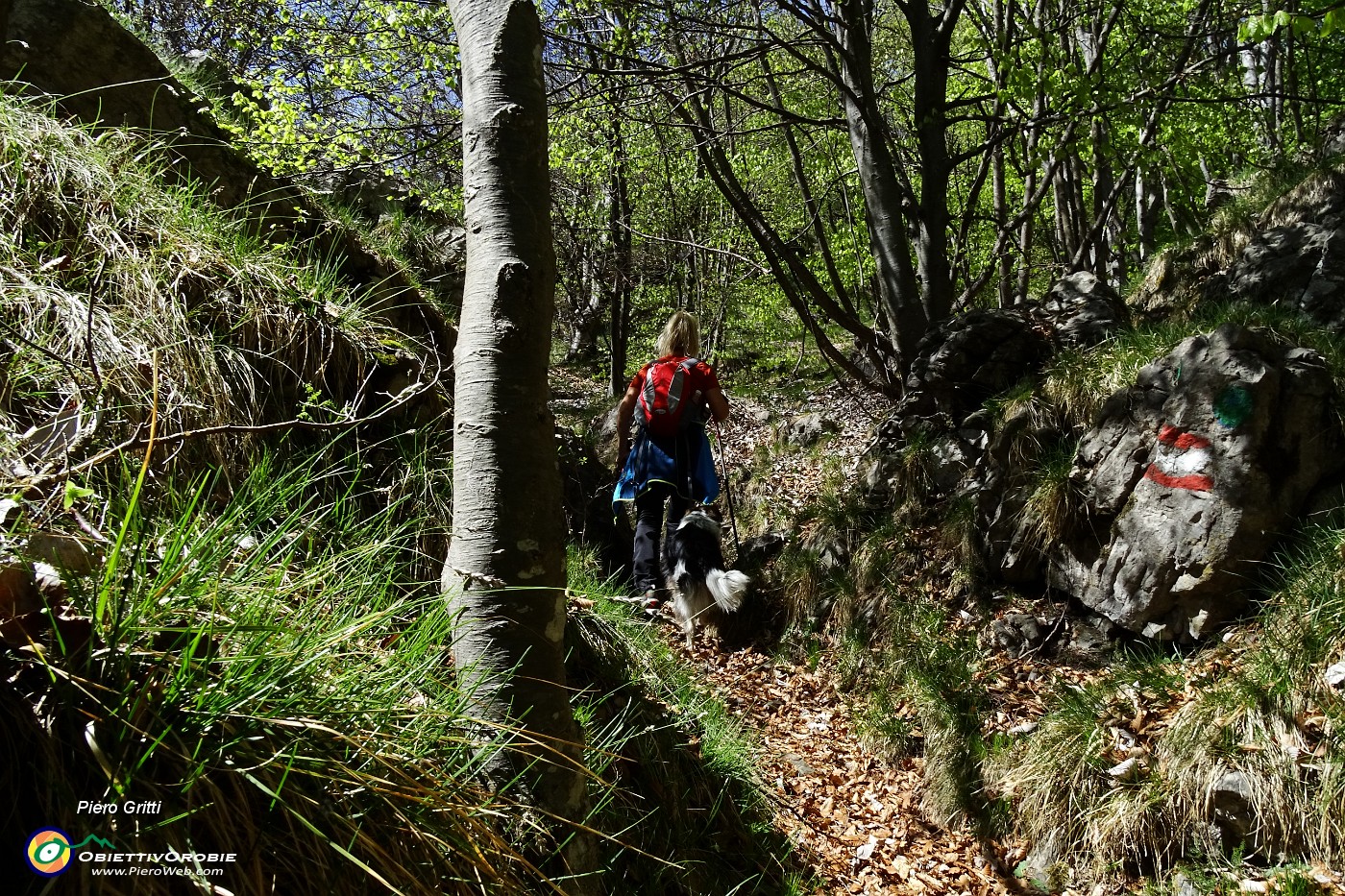 16 Sentiero nel bosco di prevalente faggeta.JPG